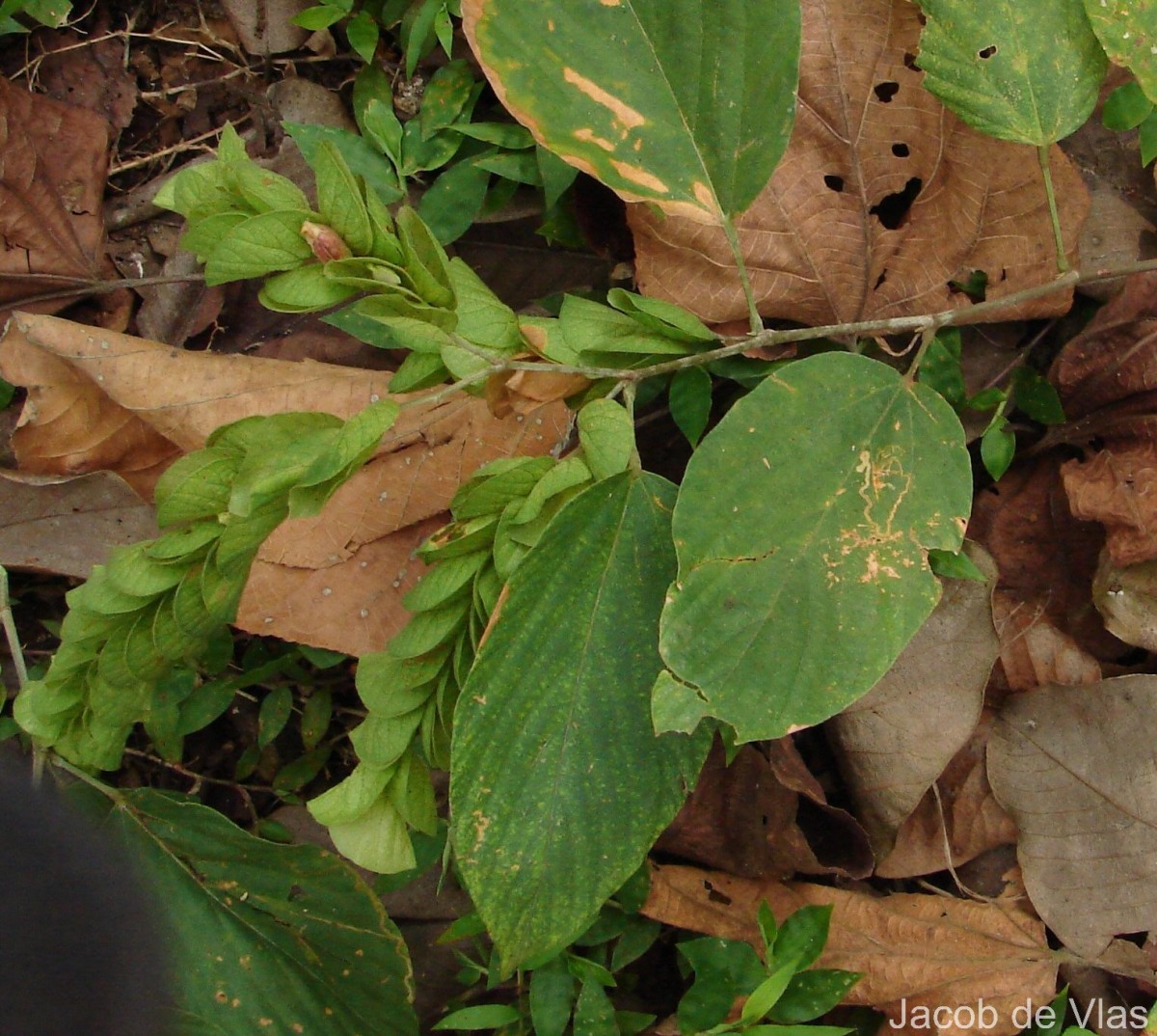 Flemingia strobilifera (L.) W.T.Aiton